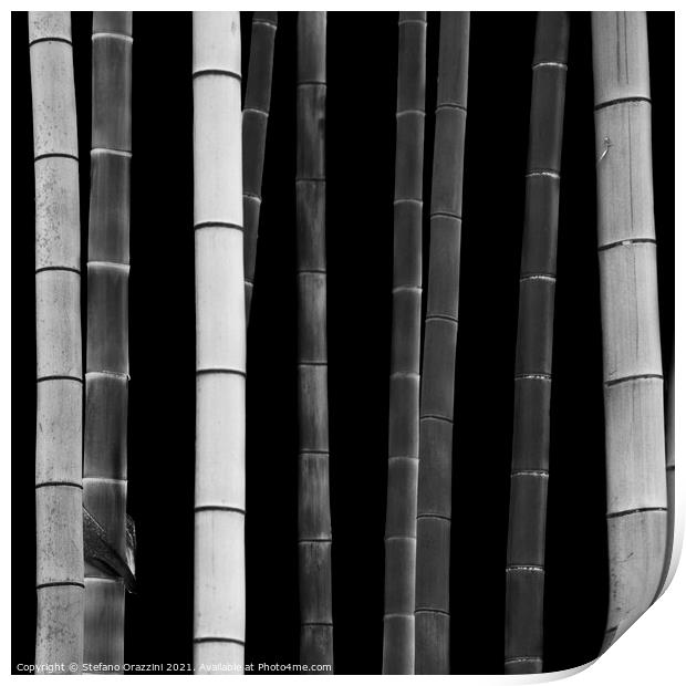 Bamboo, Study I (2010) Print by Stefano Orazzini
