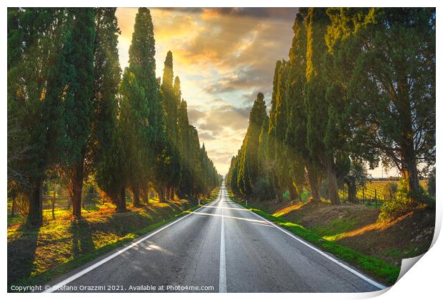 Bolgheri tree lined boulevard. Tuscany Print by Stefano Orazzini