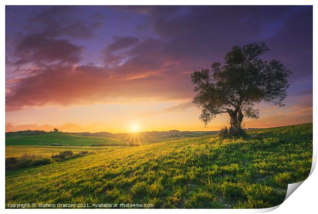 Olive tree at sunset in Maremma, Tuscany Print by Stefano Orazzini