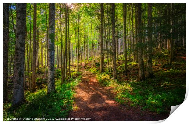 Path inside a fir forest. Apennines, Tuscany. Print by Stefano Orazzini