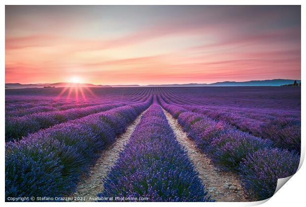 Lavender flower fields endless rows at sunset. Valensole, Provence Print by Stefano Orazzini
