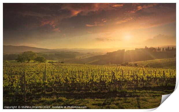Montalcino vineyards at sunset. Tuscany region, Italy Print by Stefano Orazzini