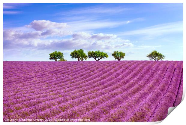Blooming lavender and trees on the top of the hill. Provence Print by Stefano Orazzini