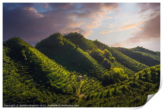 Prosecco Hills, vineyards after sunrise. Unesco Site. Italy Print by Stefano Orazzini