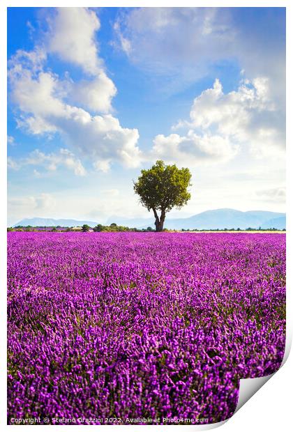 Lavender field and lonely tree. Provence, France Print by Stefano Orazzini