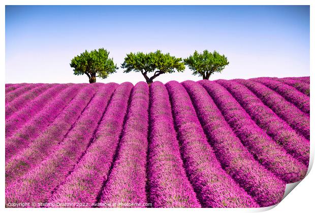 Lavender field and trees on the top of the hill. Provence, France Print by Stefano Orazzini