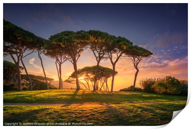 Pine tree group close to sea and beach. Baratti, Tuscany. Print by Stefano Orazzini