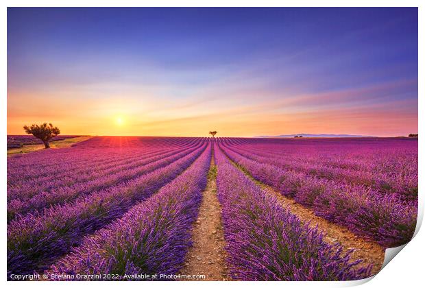 Lavender and lonely trees at sunset. Provence, France Print by Stefano Orazzini