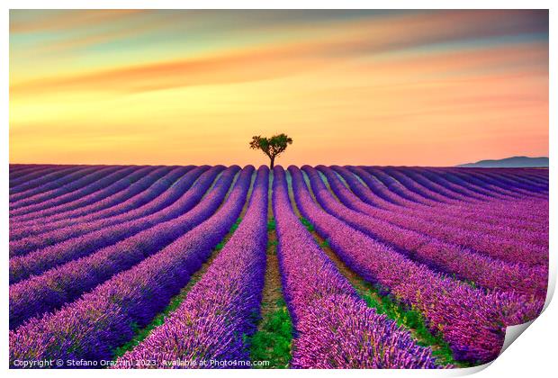 Lavender and lonely tree at sunset. Provence, France Print by Stefano Orazzini
