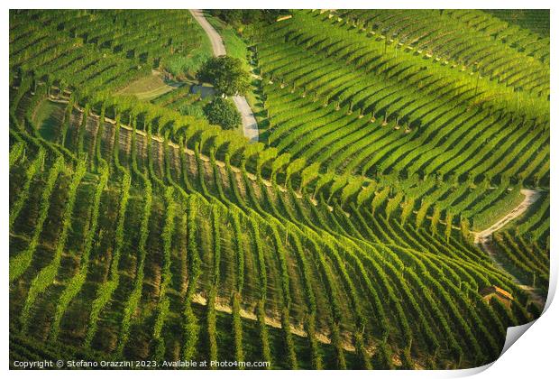 Langhe, roads and trees among the vineyards, Piedmont, Italy Print by Stefano Orazzini