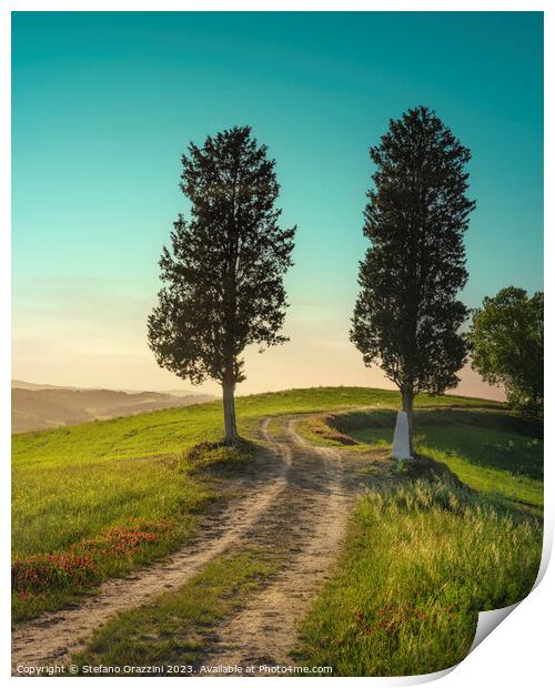 Two trees on the route of the via Francigena. Tuscany Print by Stefano Orazzini