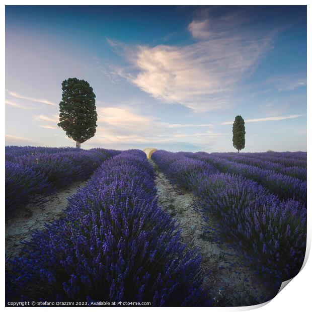 Lavender field and two trees. Tuscany, Italy Print by Stefano Orazzini