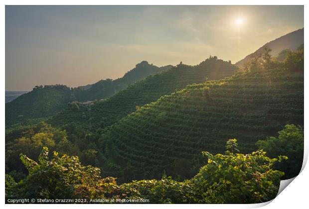 Vineyards of Prosecco Hills at sunset. Italy Print by Stefano Orazzini