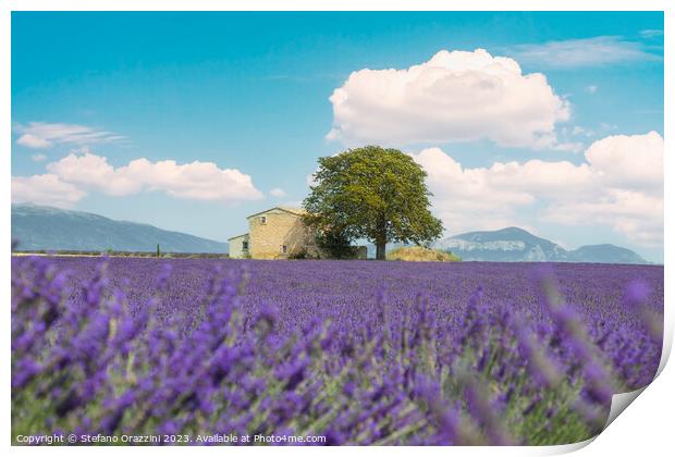 Lavender field, a house, and a tree. Provence, France Print by Stefano Orazzini