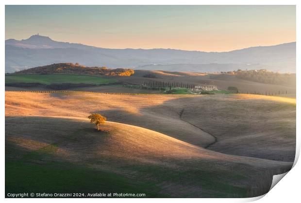 Lonely tree on the hills of Val d'Orcia. Tuscany Print by Stefano Orazzini