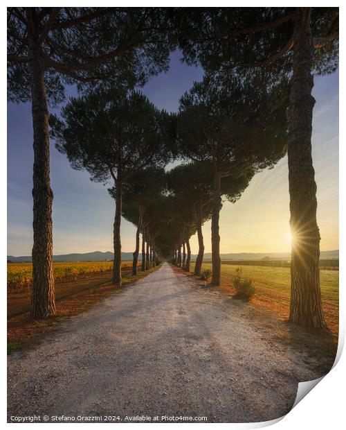 Bolgheri pine tree lined road and vineyards at sunrise. Tuscany Print by Stefano Orazzini