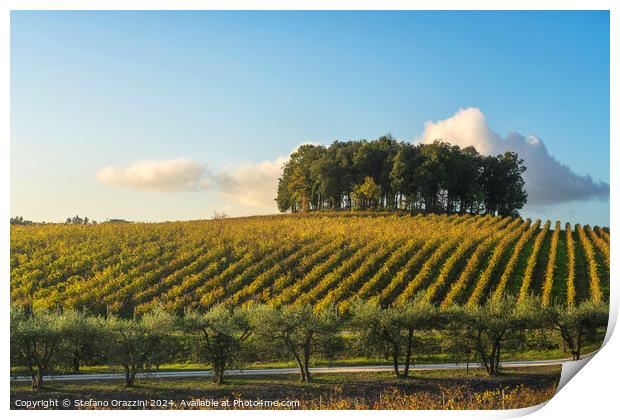 Trees on a hill above a vineyard. Chianti, Tuscany Print by Stefano Orazzini