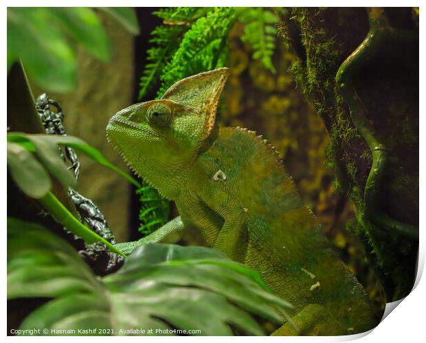 Green chameleon sitting on a twig Print by Hasnain Kashif
