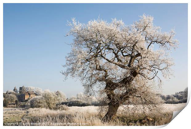 Tree covered in frost Print by Keith Bowser