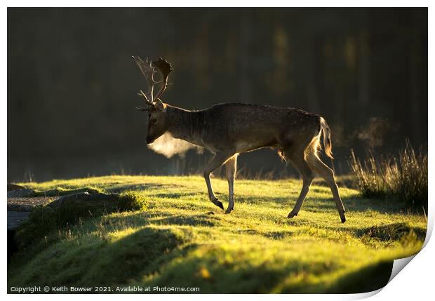 Male Fallow deer  Print by Keith Bowser