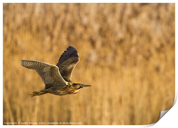 Bittern in flight Print by Keith Bowser