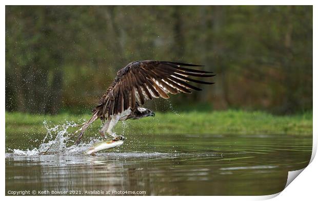 Osprey catching trout Print by Keith Bowser