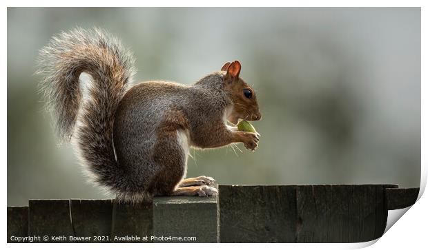 A grey squirrel sitting on a fence Print by Keith Bowser