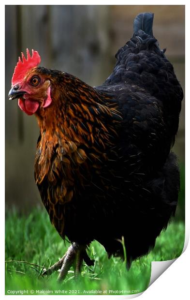 Farm Chicken Portrait Print by Malcolm White