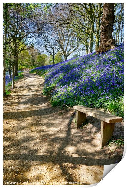 Bluebell Walk in Kent Print by John Gilham