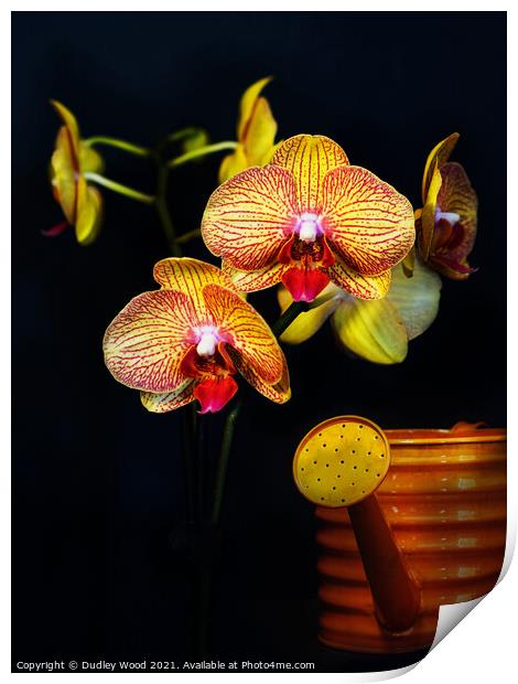 Vibrant Yellow Orchid Print by Dudley Wood