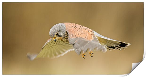 Kestrel hover  Print by Jeff Sykes Photography