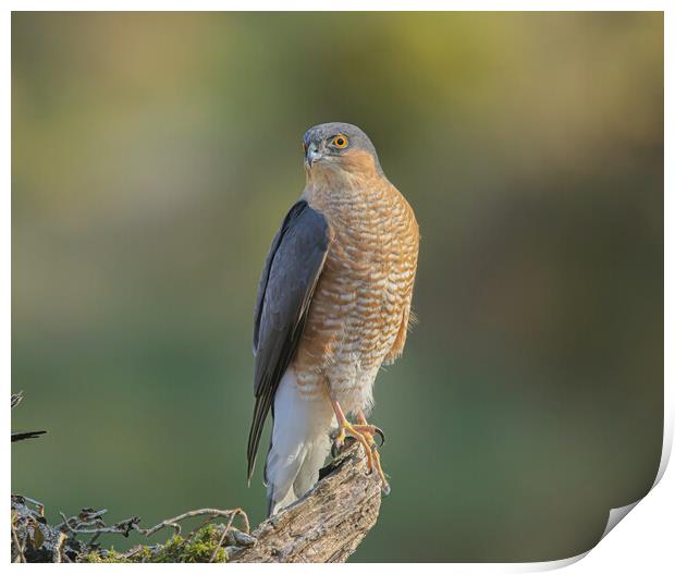 Sparrowhawk  Print by Jeff Sykes Photography