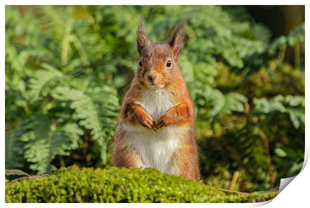 Red Squirrel Print by Jeff Sykes Photography
