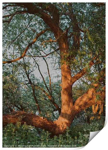 Golden tree Print by Christopher Murratt