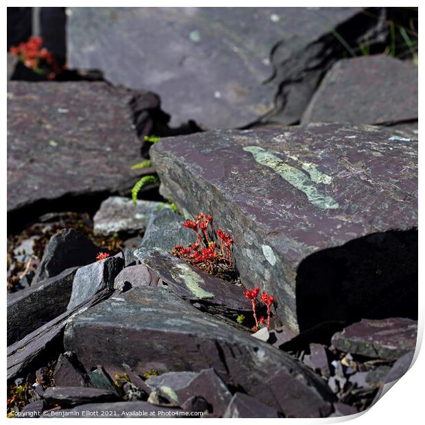 Alpine flower in Slate quarry Print by Benjamin Elliott