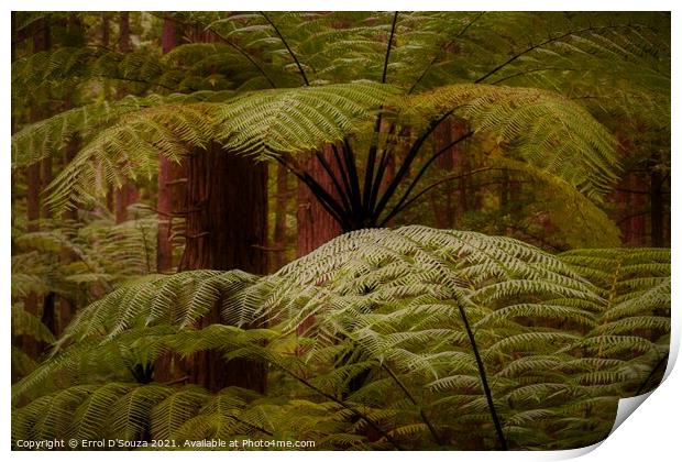 Lush fern fronds in the redwood rainforest in Rotorua New Zealand. Print by Errol D'Souza
