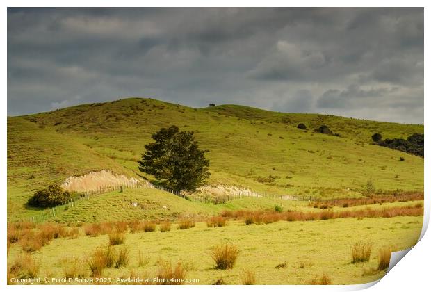 The Dargaville farming landscape in New Zealand Print by Errol D'Souza