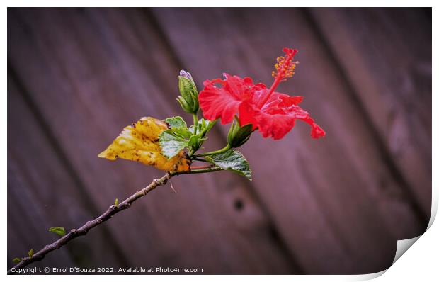 Red Hibiscus on a Stem Print by Errol D'Souza