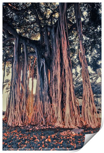 Banyan Tree in Waikiki Beach, Hawaii Print by Errol D'Souza