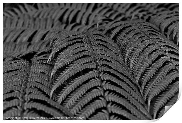Fern Leaves Black and White Print by Errol D'Souza