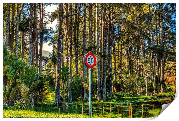 50 speed limit sign against a pine forest Print by Errol D'Souza