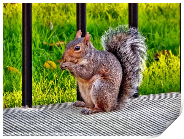 Hungry Squirrel Print by Errol D'Souza