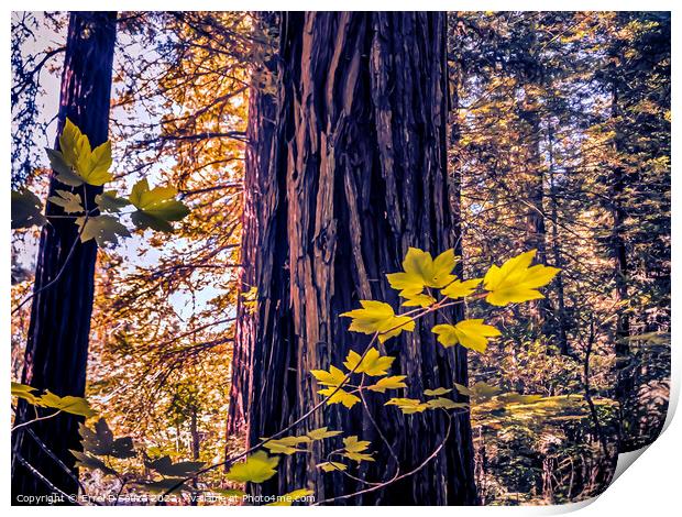 Redwood Tree Trunk Print by Errol D'Souza