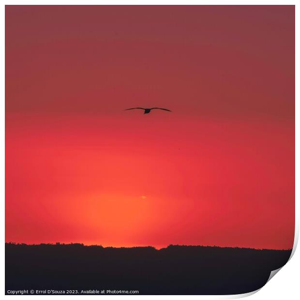 Pilot Bay Sunset Print by Errol D'Souza