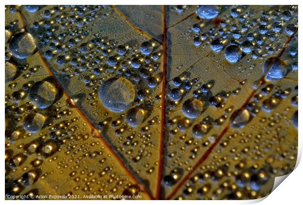 Autumn droplets  Print by Arion Espinola