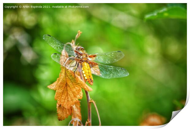 The Dragonfly  Print by Arion Espinola