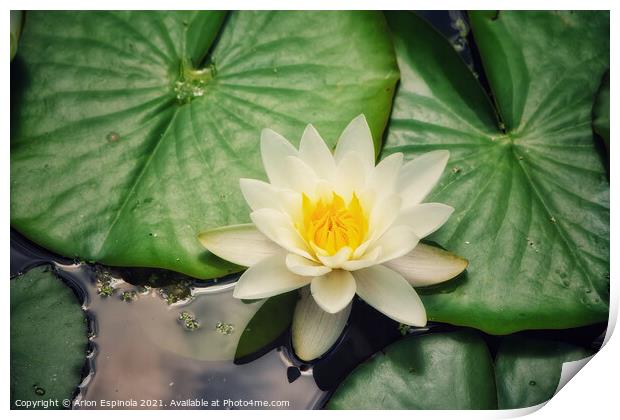 White Water Lily Print by Arion Espinola