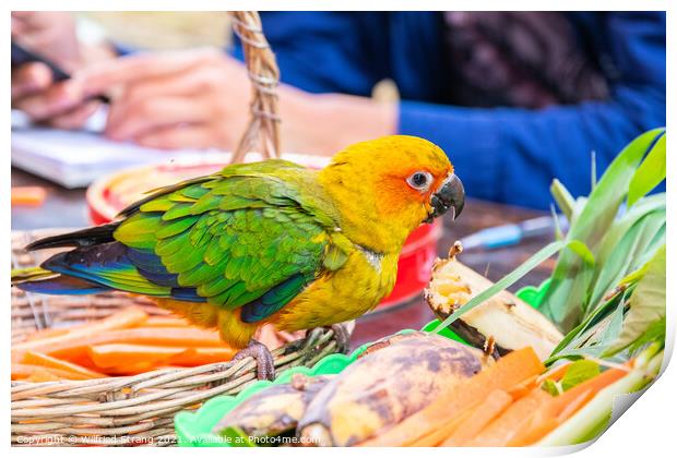 a small Parrot bird at a Street Market in Thailand Southeast Asia Print by Wilfried Strang
