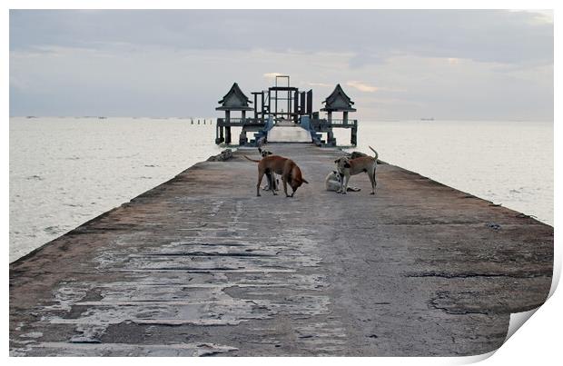 street dogs on the bridge, which leads to the never finished and abandoned Thai temple right on the Gulf in Thailand in the province of Chonburi Print by Wilfried Strang