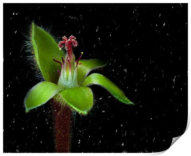 Lovely Flower with black background. Print by Maggie Bajada